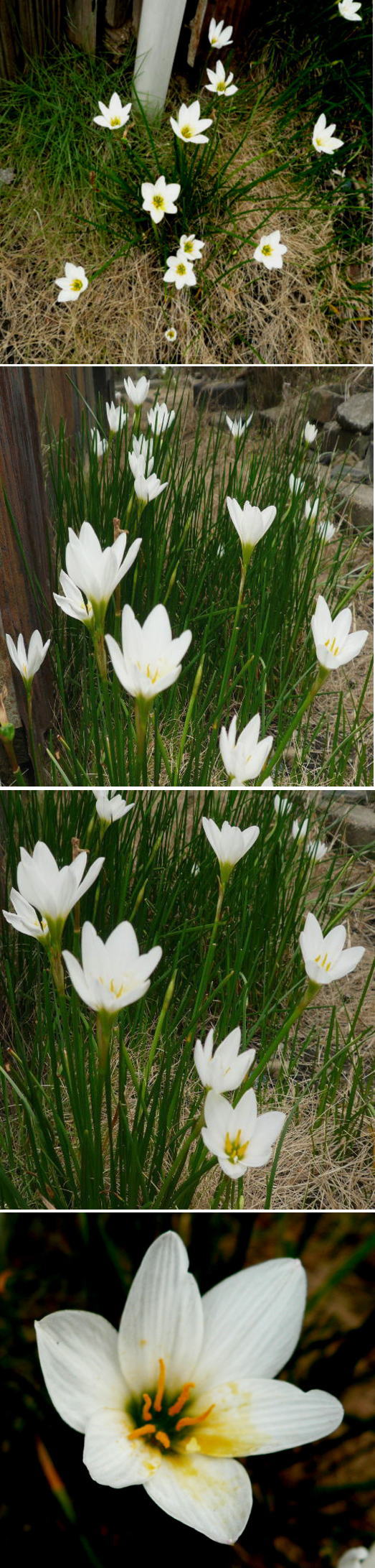不明の花「タマスダレ」でした