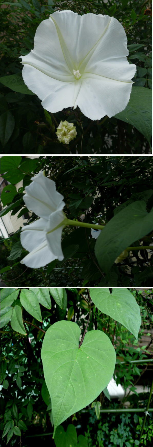 ユウガオの花