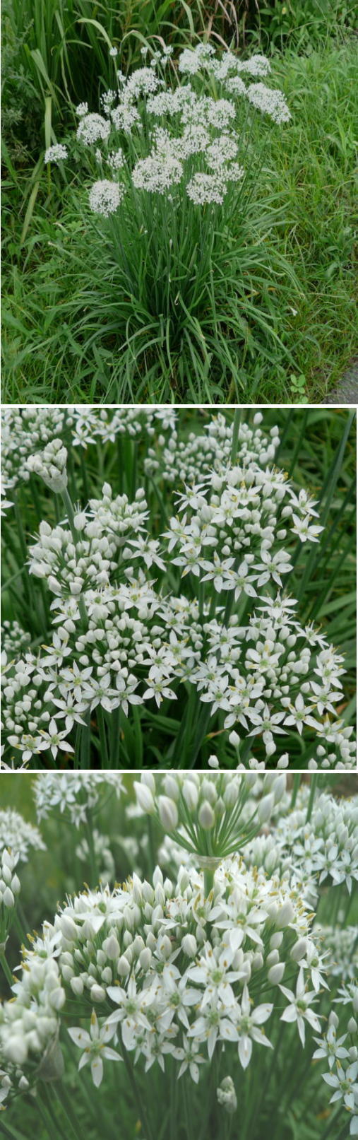 ニラの花（食用）
