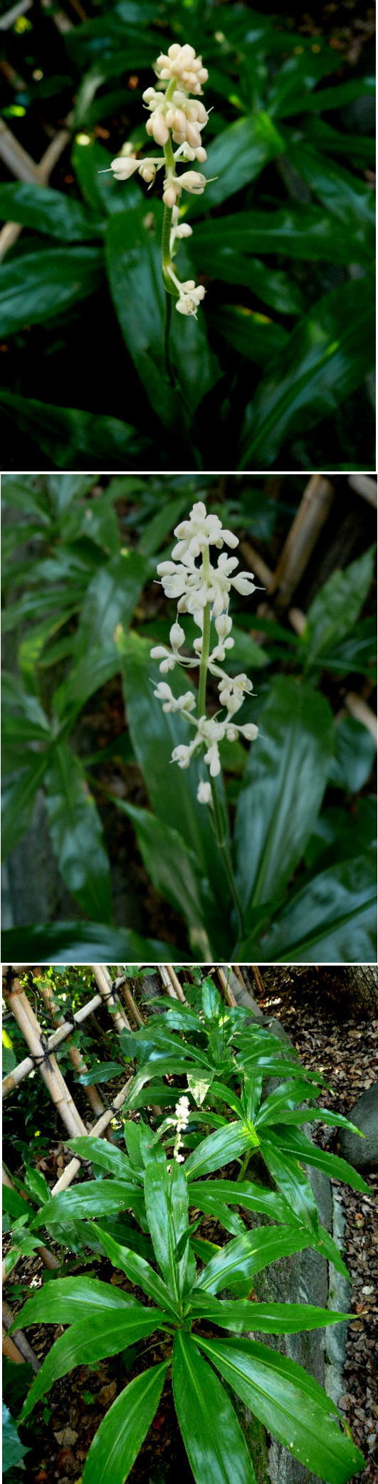 不明の花「ヤブミョウガ」でした...