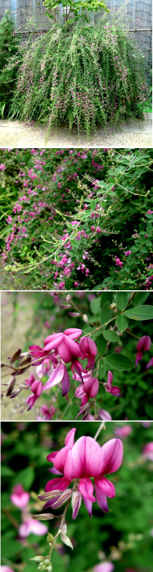 ミヤギノハギの花