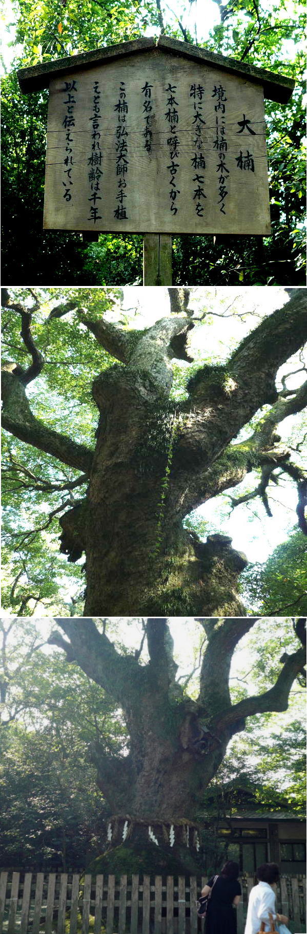 熱田神宮「神木」
