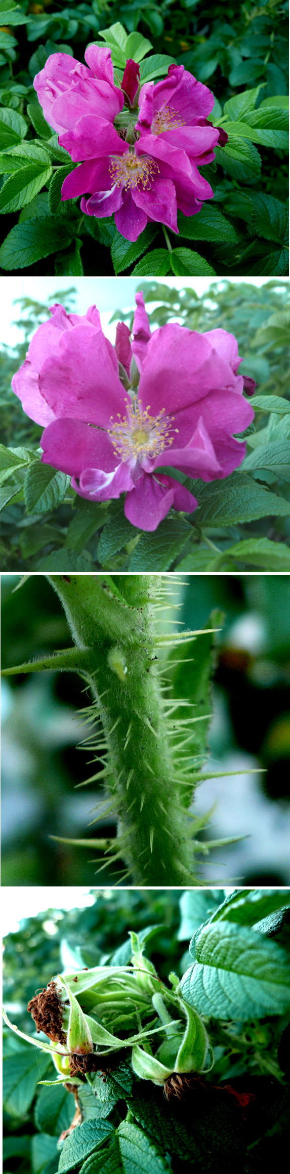 ハマナスの花