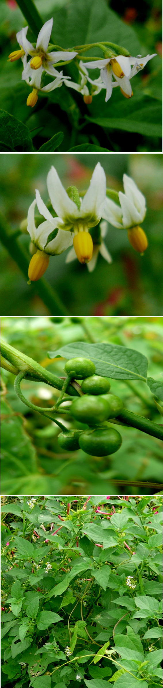 不明の花「イヌホオズキ」でした