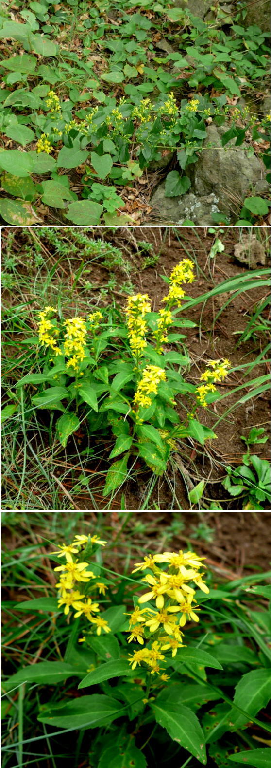 不明の花「アキノキリンソウ」で...