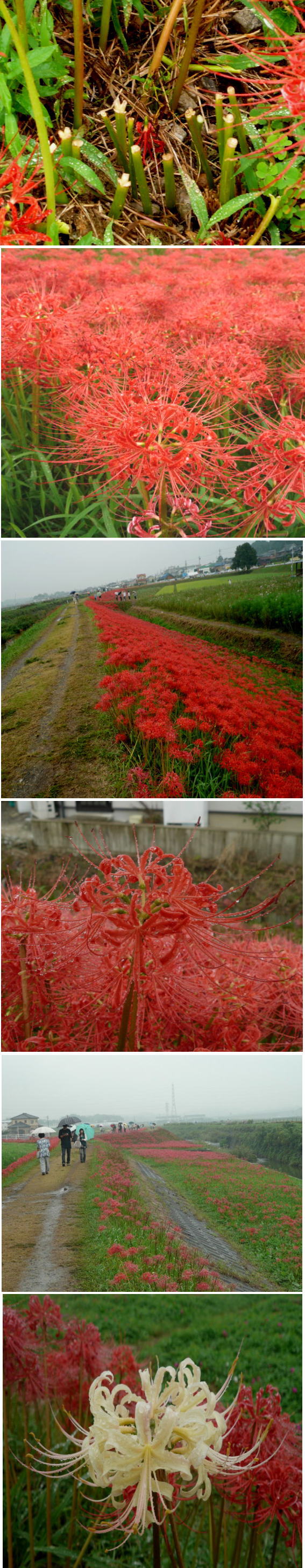 ヒガンバナ（矢勝川堤）