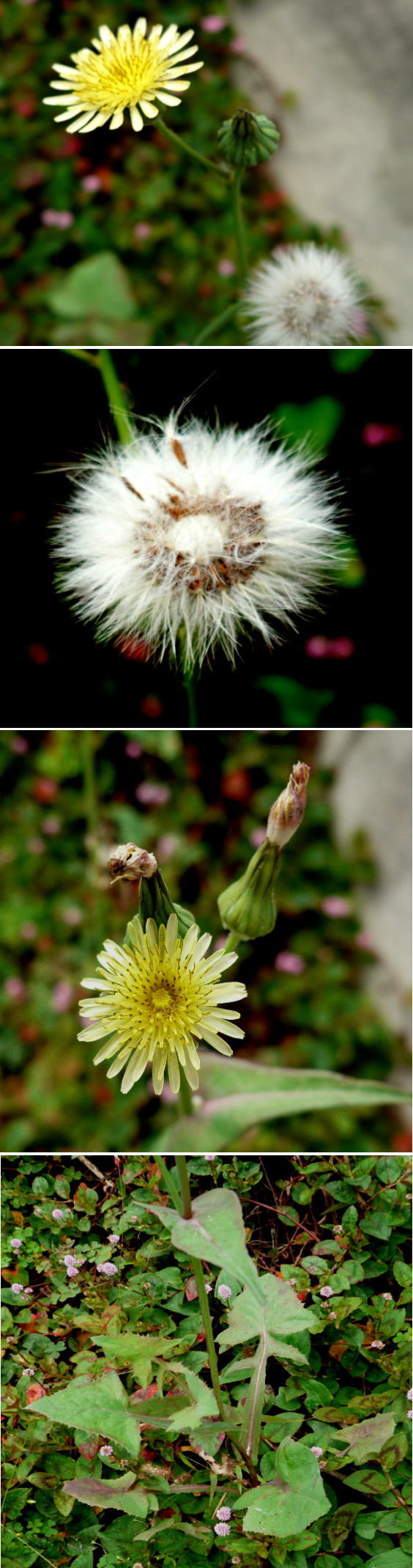 オニタビラコの花