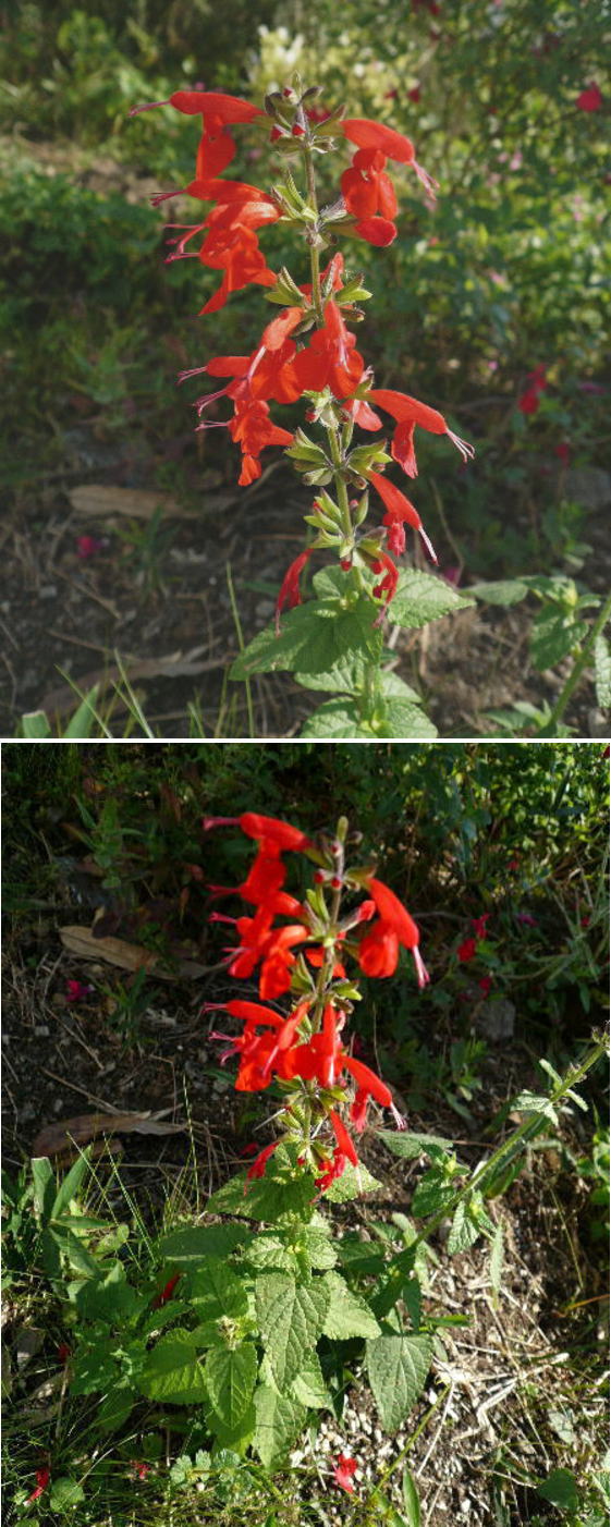 不明の花【サルビア・コッキネア...