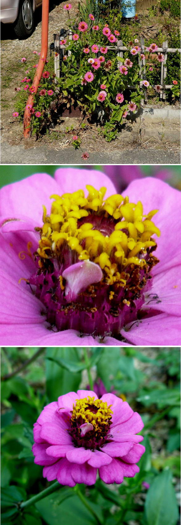 ヒャクニチソウの花