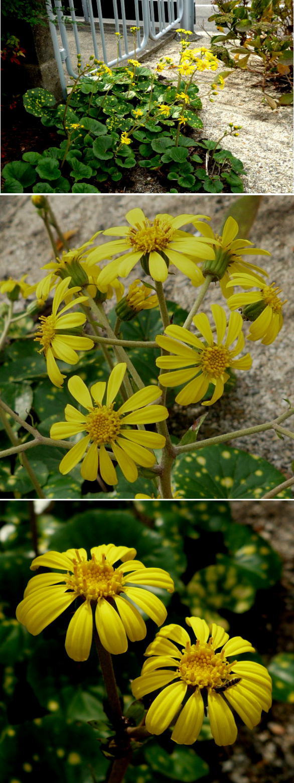 ツワブキの花