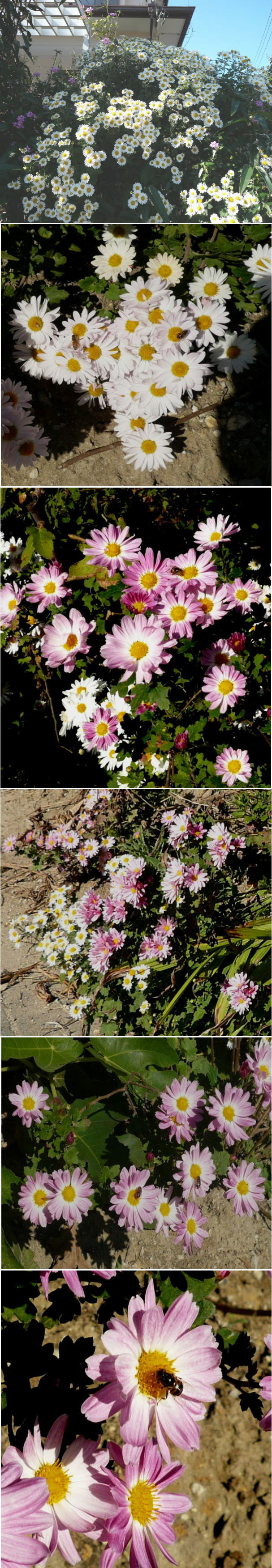 小菊