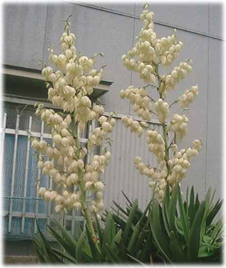 アツバキミガヨランの花