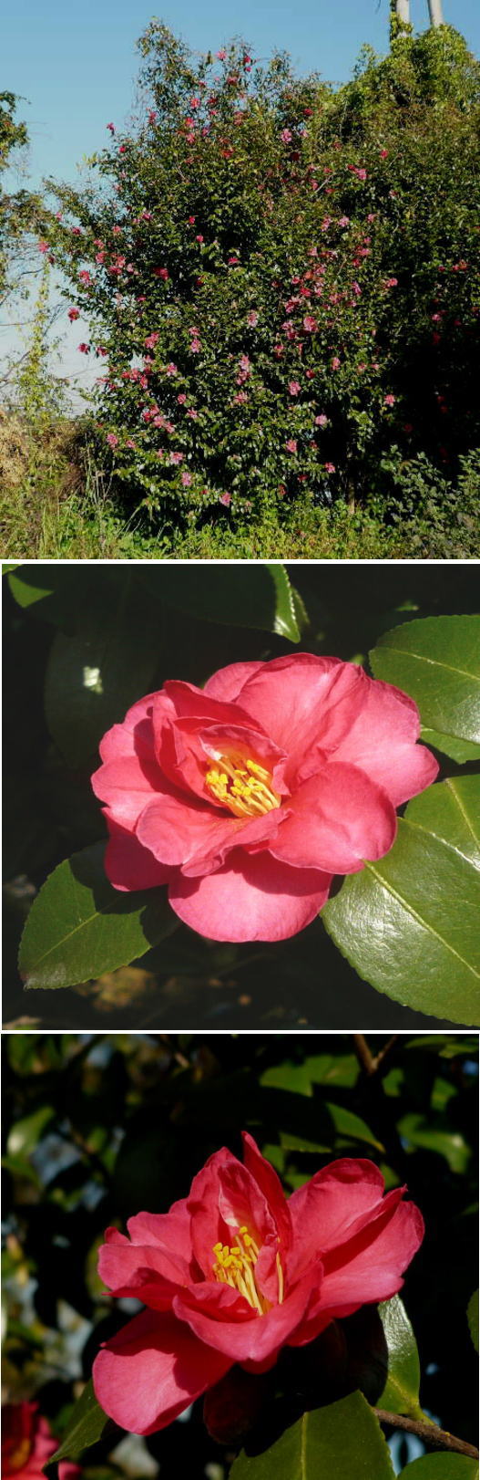 山茶花（サザンカ）の花