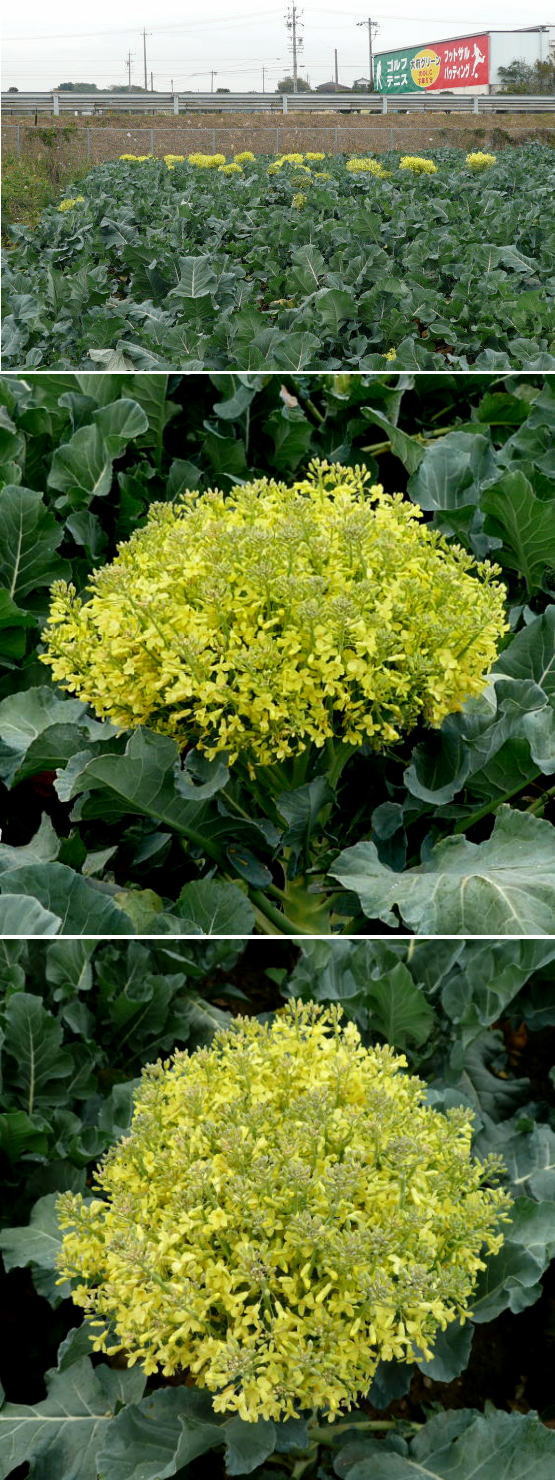 ブロッコリの花