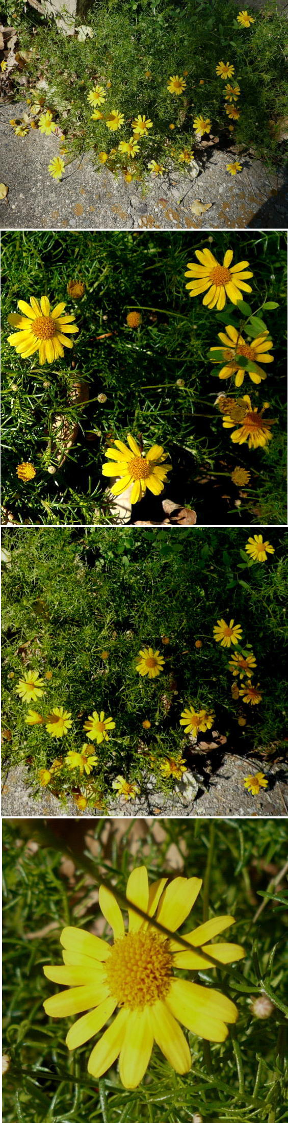 不明の花「ダールベルグデージー...
