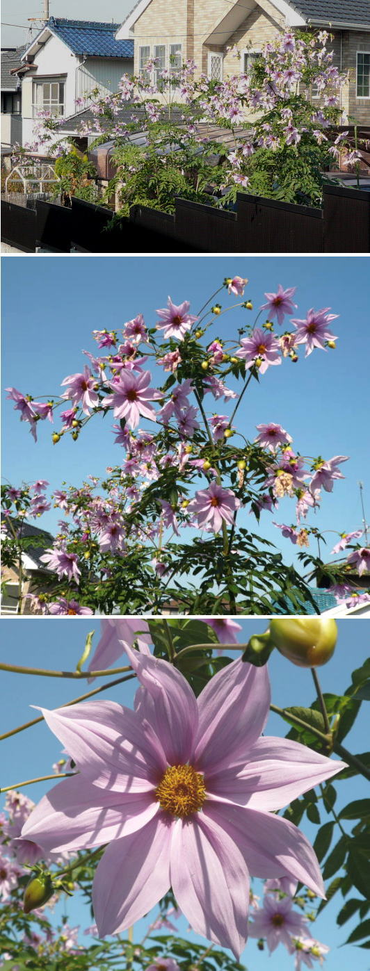 皇帝ダリア何本植えてあるの