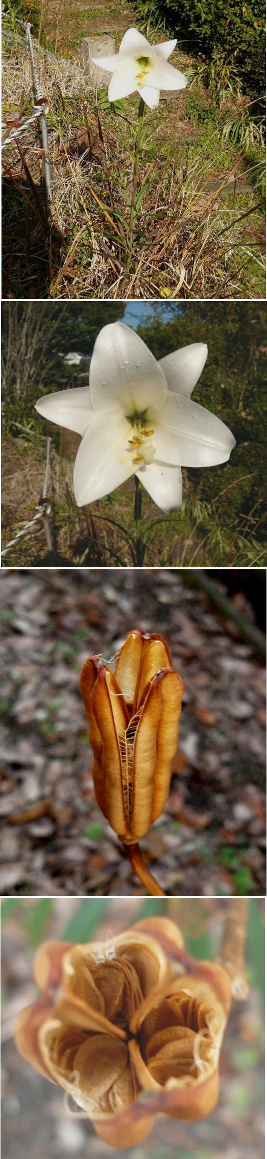 実生で咲いた鉄砲百合の花と実