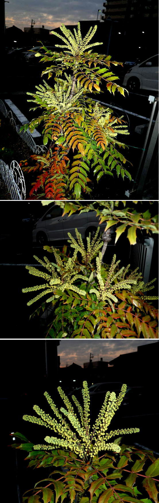 ヒイラギ南天の花