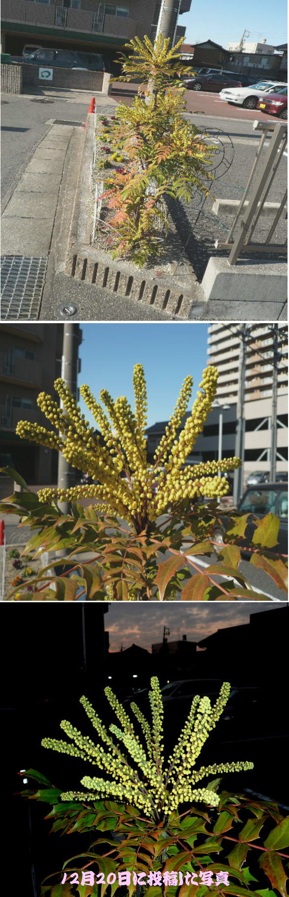 ヒイラギ南天の花