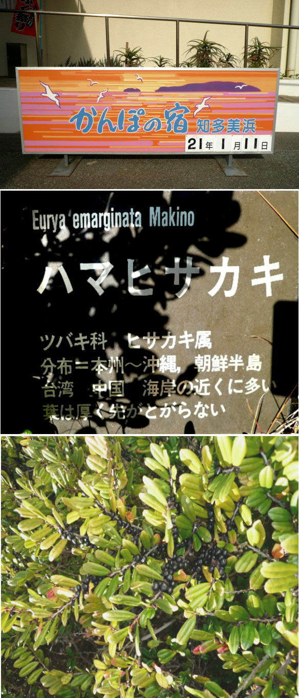 ハマヒサカキの実（知多美浜）