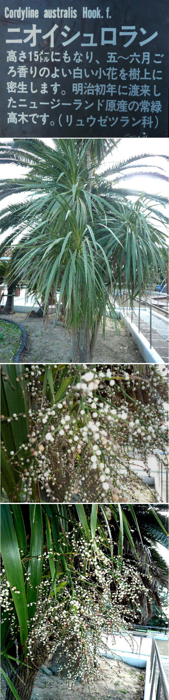 ニオイシュロランの花