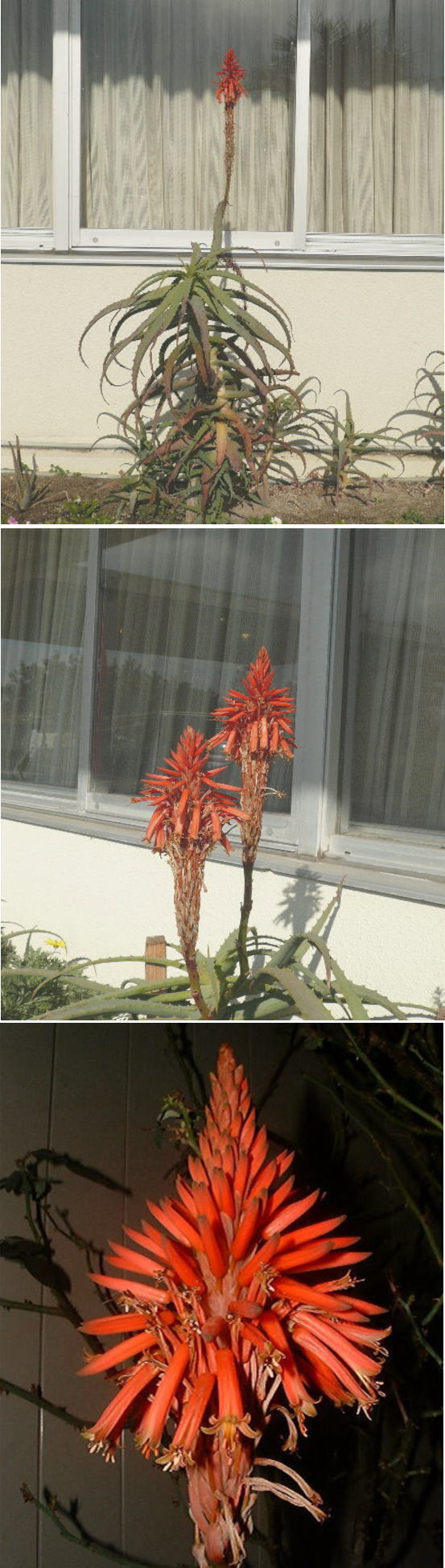 アロエの赤い花