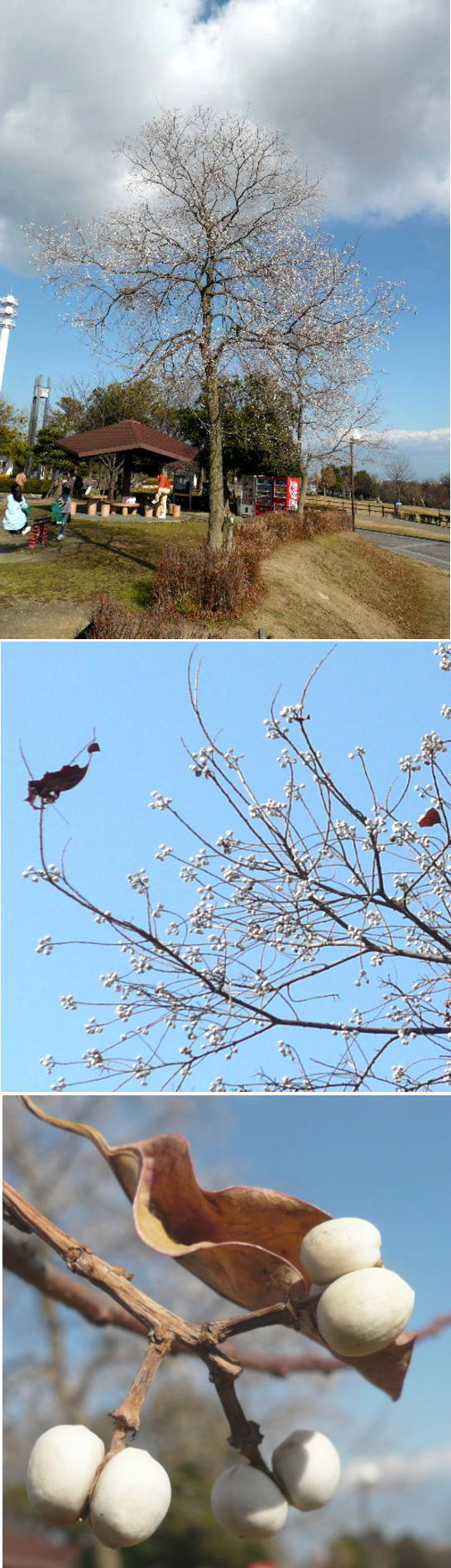 不明の植物「ナンキンハゼ」でし...