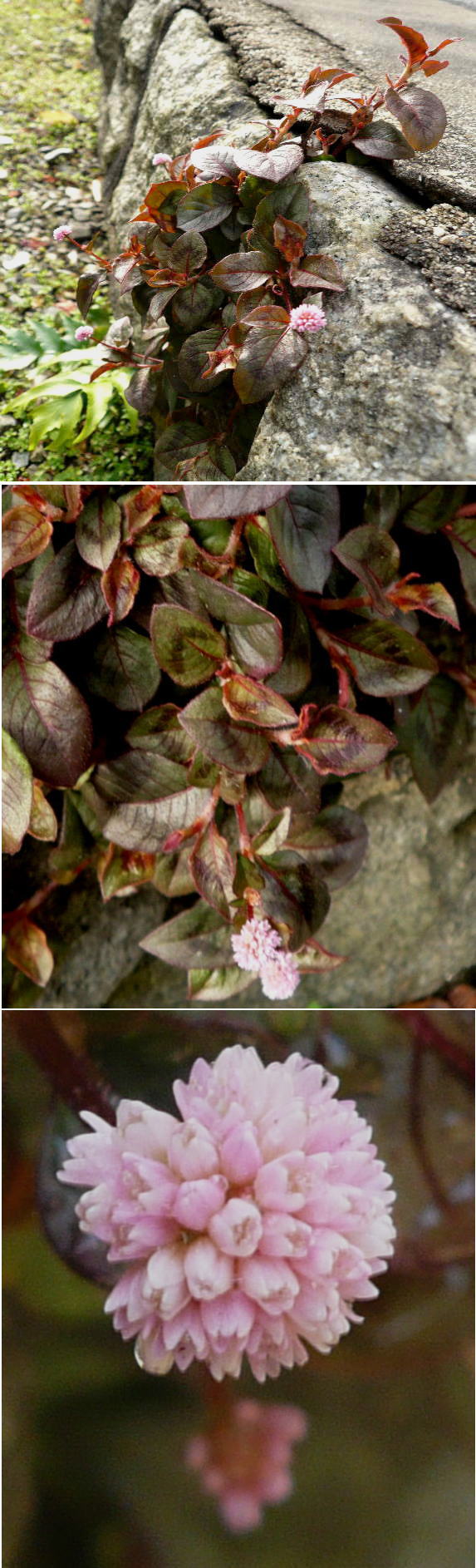 ポリゴナムの花