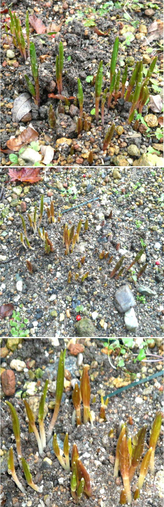 バイモの新芽が出てきた
