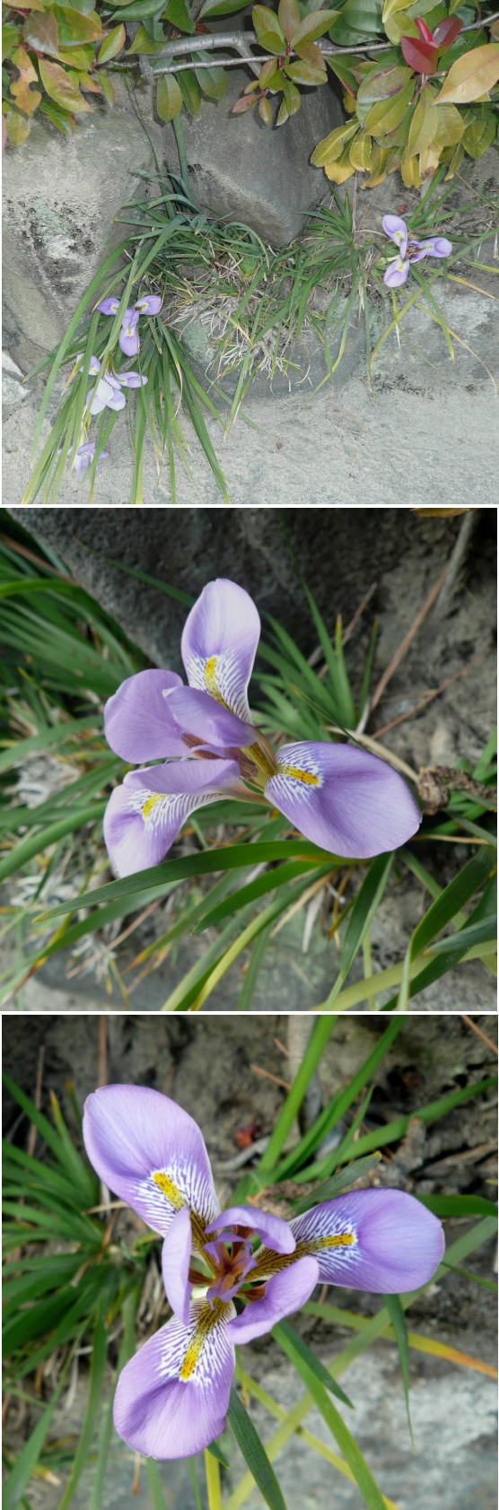 寒アヤメの花