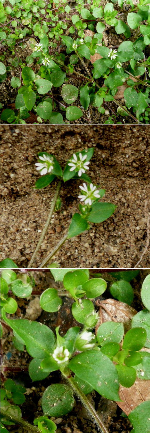 不明の花は「ハコベ」でした