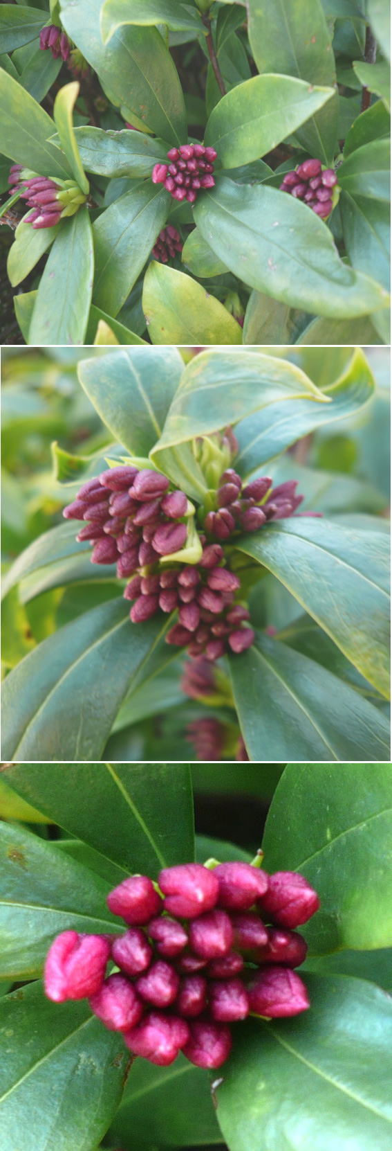 ジンチョウゲ（沈丁花）の花
