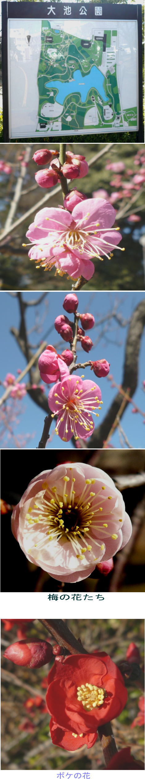 大池公園で出会った花