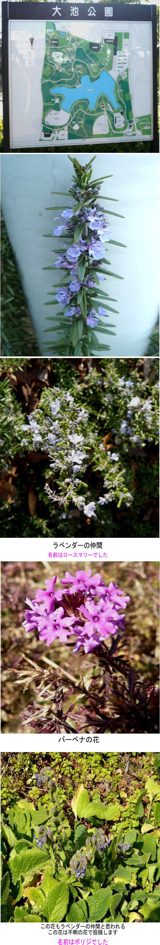 大池公園で出会った花