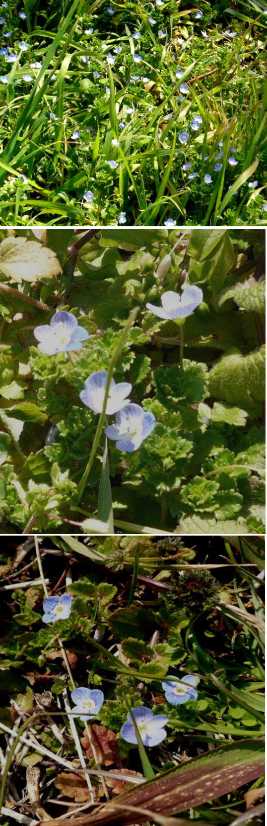 オオイヌノフグリの花