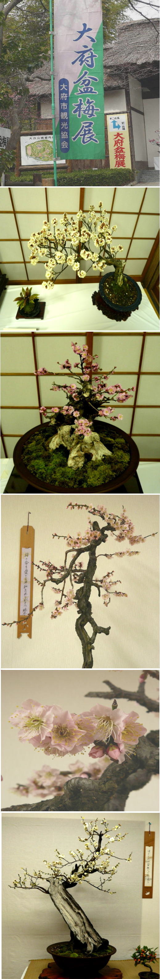大府盆梅展見てきました