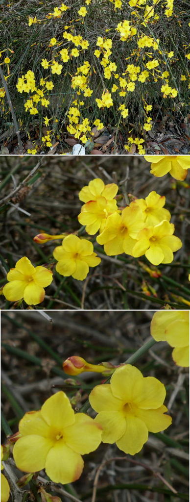 黄梅（オウバイ）の花