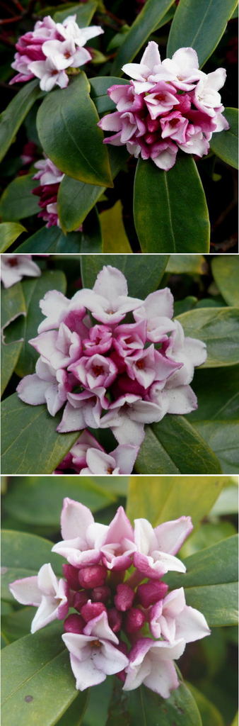 沈丁花の花開花報告
