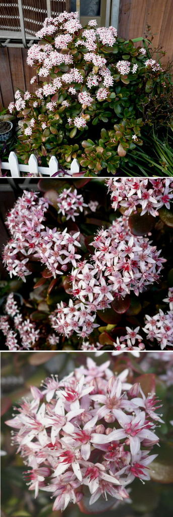 花月の満開の花