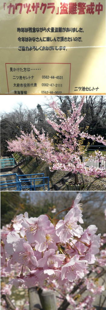 カワズサクラの花