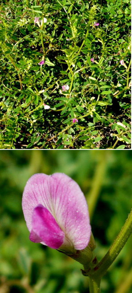 カラスノエンドウの花