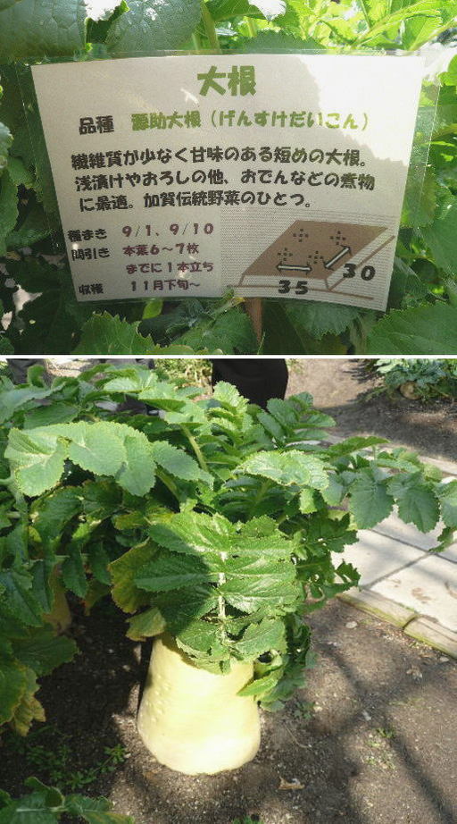 源助だいこん
