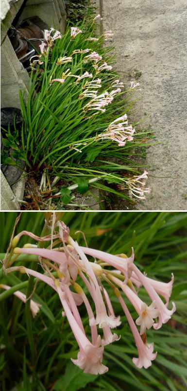 キリタンサスの花