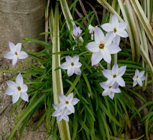 薄紫のハナニラ（花韮 ）の花