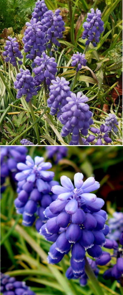 ムスカリの花