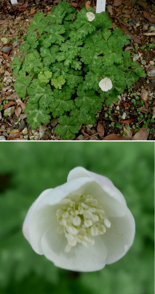 我が家のニリンソウの花