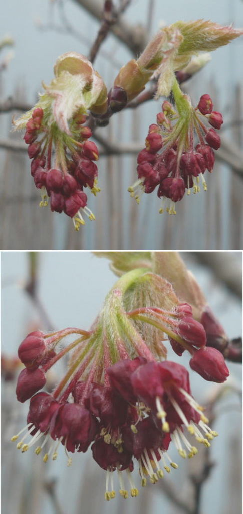 イタヤモミジの咲き始めの花