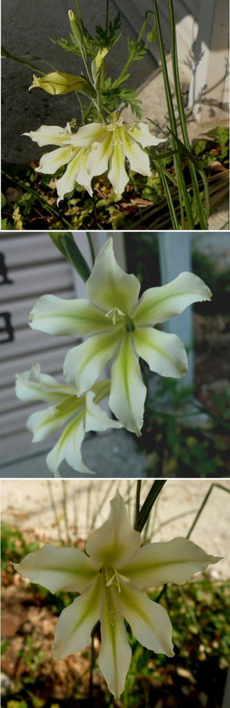 グラジオラス・トリスティスの花