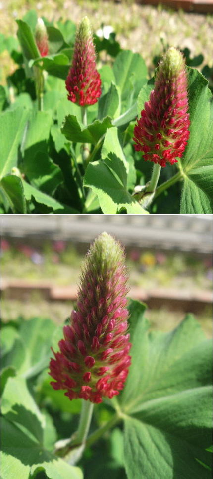 ストロベリートーチの花