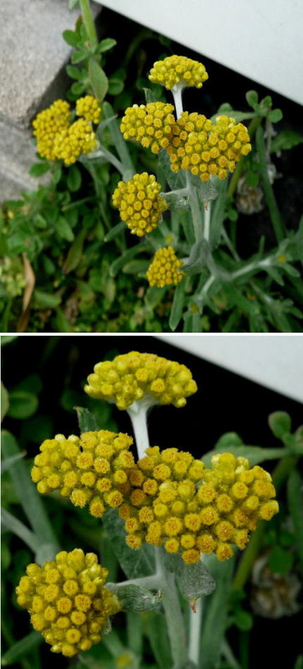 不明の花「ハハコグサ」でした